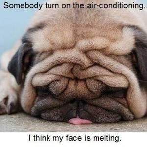 Meet your Posher, Sheila